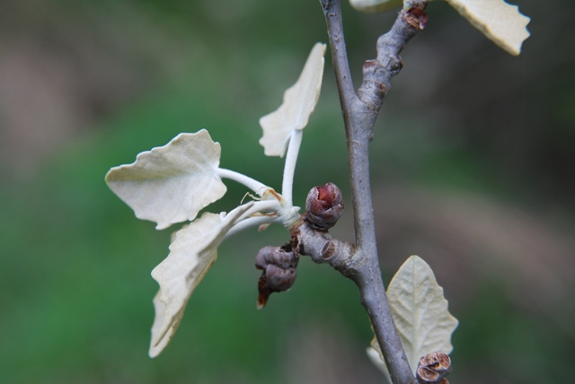 Populus alba